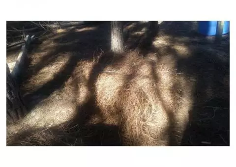 Longleaf Pine Straw Bales